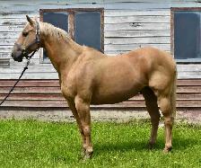 Palomino Gelding for sale!