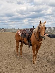 Palomino Gelding for sale! - Photo 2