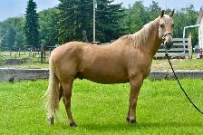 Palomino Gelding for sale! - Photo 3