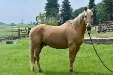 Palomino Gelding for sale! - Photo 4