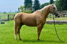 Palomino Gelding for sale! - Photo 5