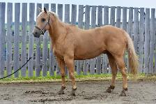 Palomino Gelding for sale! - Photo 6