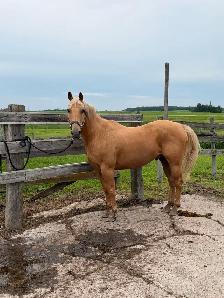 Palomino Gelding for sale! - Photo 7