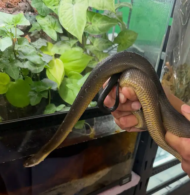 Australian Water Python