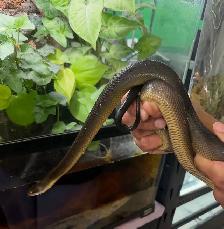 Australian Water Python