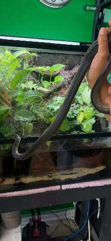 Australian Water Python - Photo 2