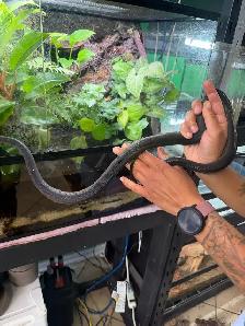 Australian Water Python - Photo 3