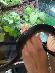 Australian Water Python - Photo 4