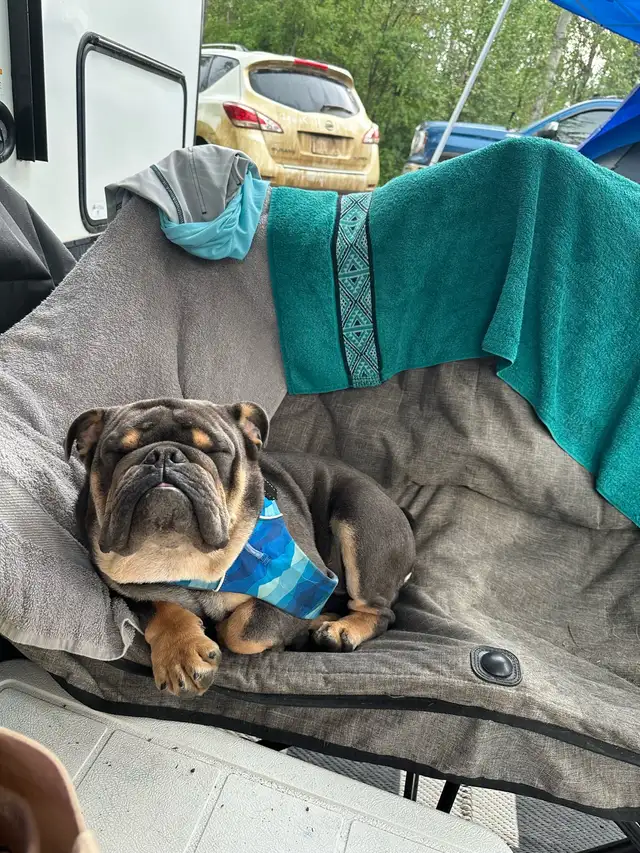 English bulldog stud