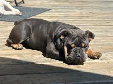 English bulldog stud - Photo 2
