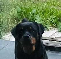 AMAZING ROTTWEILER PUPS