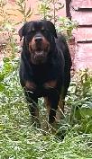 AMAZING ROTTWEILER PUPS - Photo 2