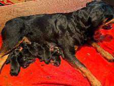 AMAZING ROTTWEILER PUPS - Photo 3