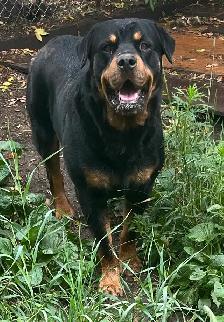 AMAZING ROTTWEILER PUPS - Photo 4