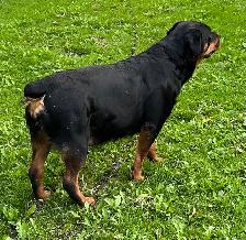 AMAZING ROTTWEILER PUPS - Photo 5