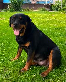 AMAZING ROTTWEILER PUPS - Photo 6
