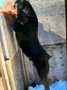AMAZING ROTTWEILER PUPS - Photo 7