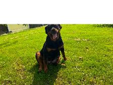 AMAZING ROTTWEILER PUPS - Photo 8