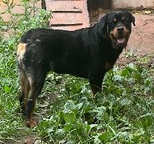 AMAZING ROTTWEILER PUPS - Photo 9
