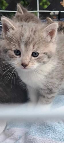 Tabby Kittens