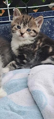 Tabby Kittens - Photo 2