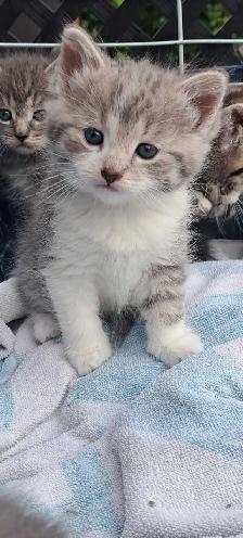 Tabby Kittens - Photo 3