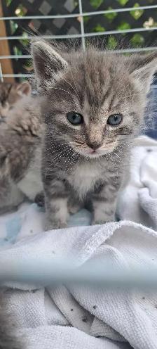 Tabby Kittens - Photo 4
