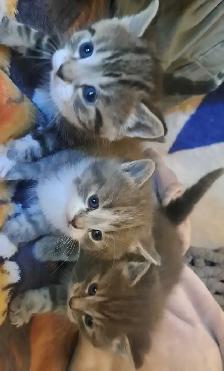 Tabby Kittens - Photo 5