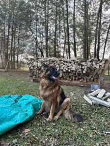 Firewood - Photo 10