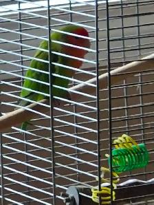 3 Lovebirds...150  ?cages toys 1 male and 1 breeding couple