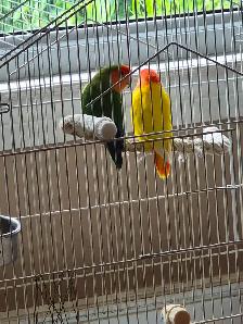 3 Lovebirds...150  ?cages toys 1 male and 1 breeding couple - Photo 2
