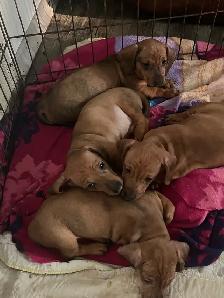 Mini dachshund puppies
