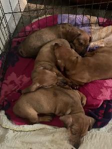 Mini dachshund puppies - Photo 2