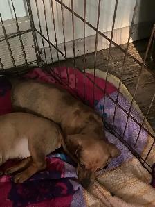 Mini dachshund puppies - Photo 3