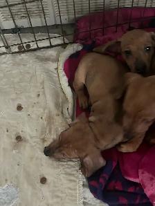 Mini dachshund puppies - Photo 4