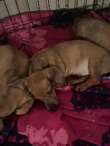 Mini dachshund puppies - Photo 5