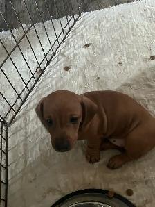 Mini dachshund puppies - Photo 6