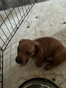 Mini dachshund puppies - Photo 7