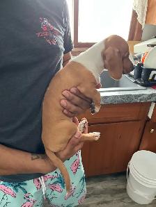 Mini dachshund puppies - Photo 8