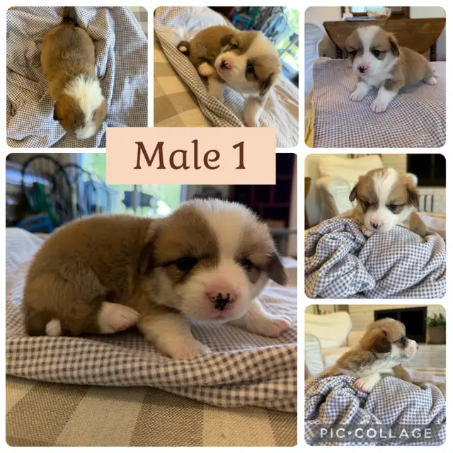 Pembroke Welsh Corgi Pups