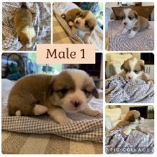 Pembroke Welsh Corgi Pups