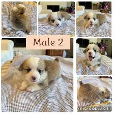 Pembroke Welsh Corgi Pups - Photo 2
