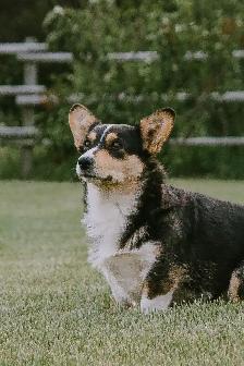 Pembroke Welsh Corgi Pups - Photo 3