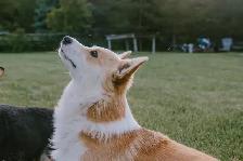 Pembroke Welsh Corgi Pups - Photo 4