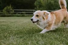 Pembroke Welsh Corgi Pups - Photo 5