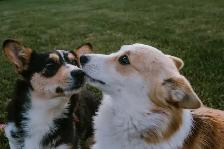 Pembroke Welsh Corgi Pups - Photo 6