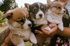 Pembroke Welsh Corgi Pups - Photo 7