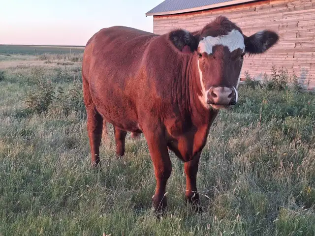 Grass raised beef
