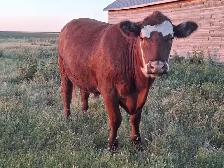 Grass raised beef