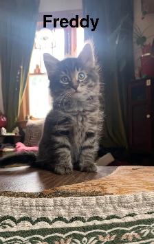 3 amazing Male longhair Kittens